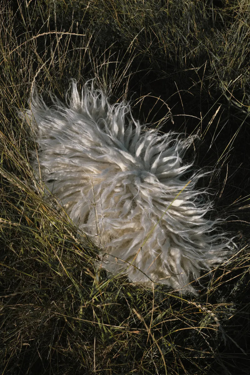 Pute 02